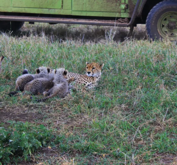 3 Days Private Camping Safari to Serengeti and Ngorongoro