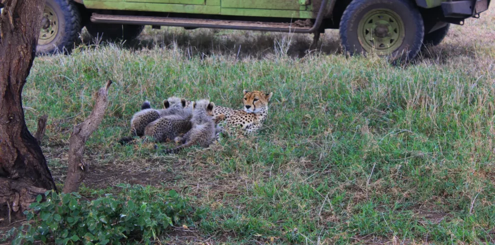 3 Days Private Camping Safari to Serengeti and Ngorongoro