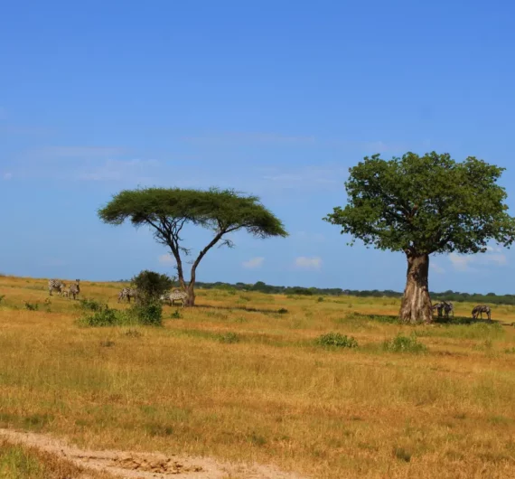 4 Days Tanzania Group Joining Safari
