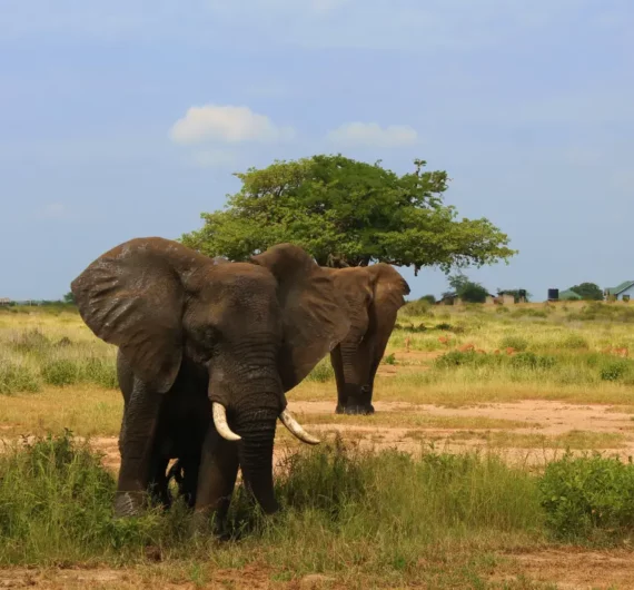 4 Days Tanzania Tented Lodge Sharing Safari