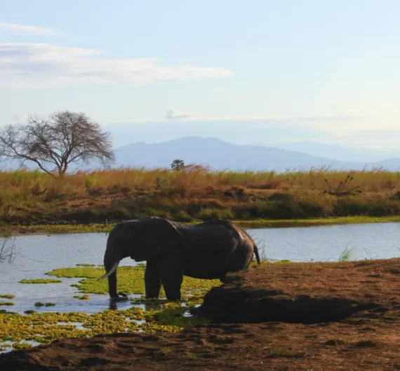 5 Days Tanzania Tented Camp Safari