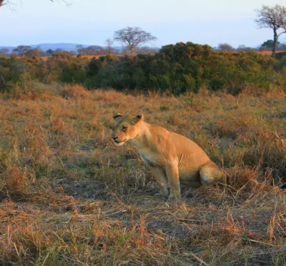 6 Days Tanzania Camping Safari