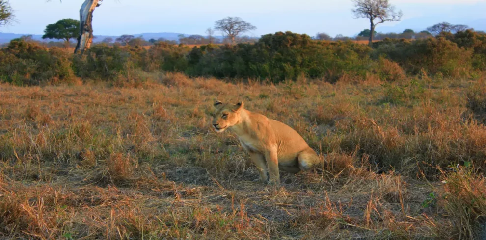 6 Days Tanzania Camping Safari