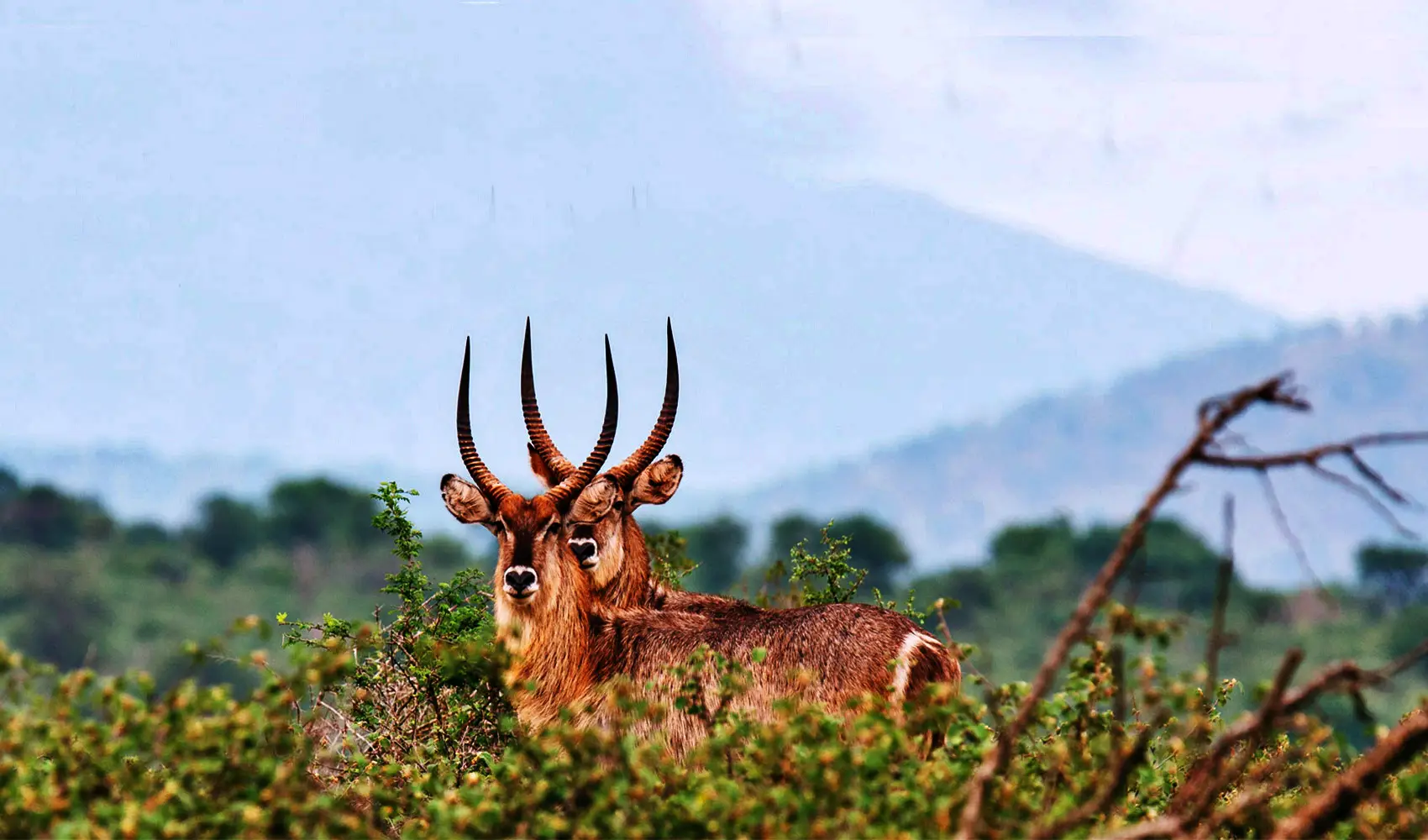 6 Days Tanzania Luxury Safari Tour – The Best of Serena