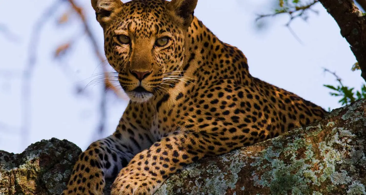 4 Day Tanzania Camping Safari Tour