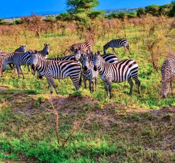 8 Days Tanzania Tented Camp Safari