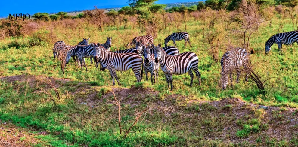 8 Days Tanzania Tented Camp Safari