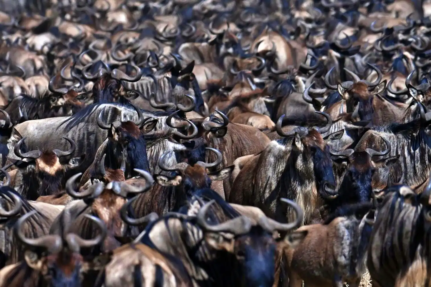 Serengeti Wildebeest Migration