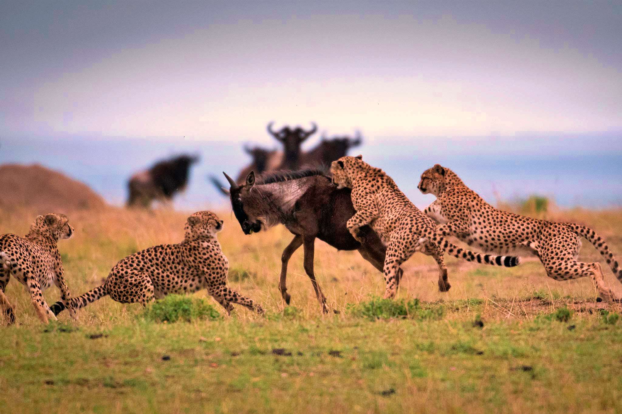 4 Days Tanzania Mid-range Safari