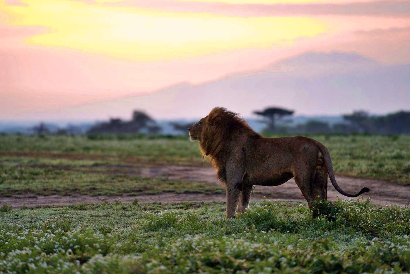 Read more about the article 13 Days Kenya and Tanzania Safari