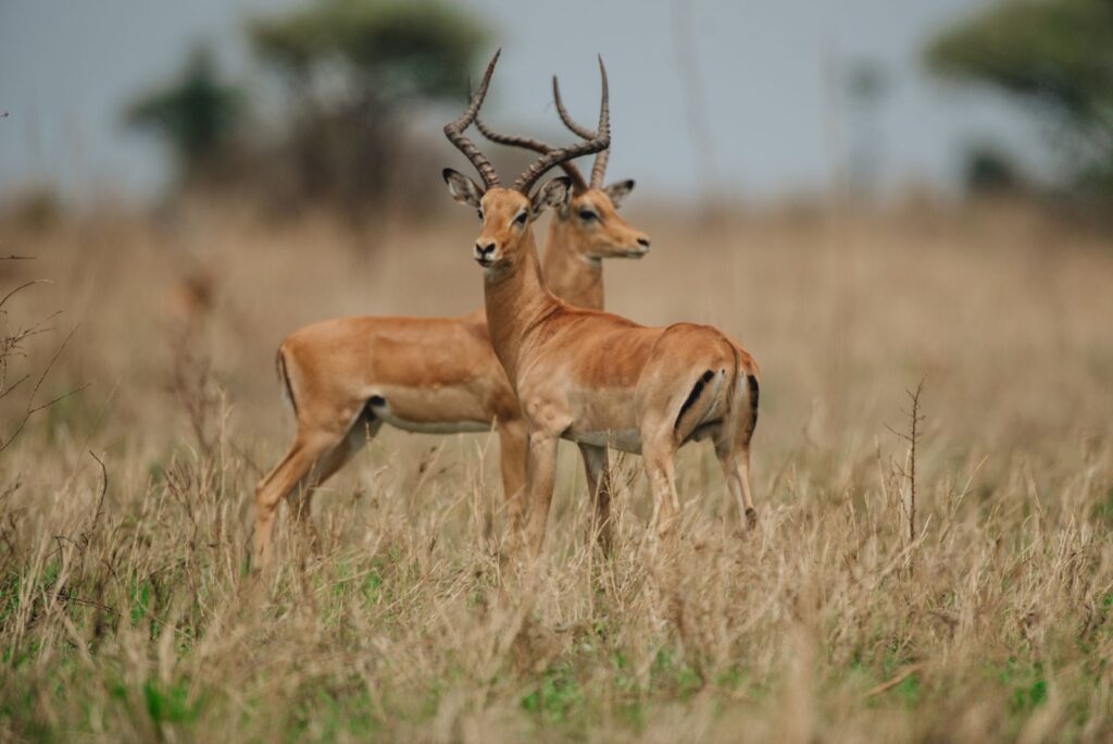 3 Days Tanzania Mid-range Safari