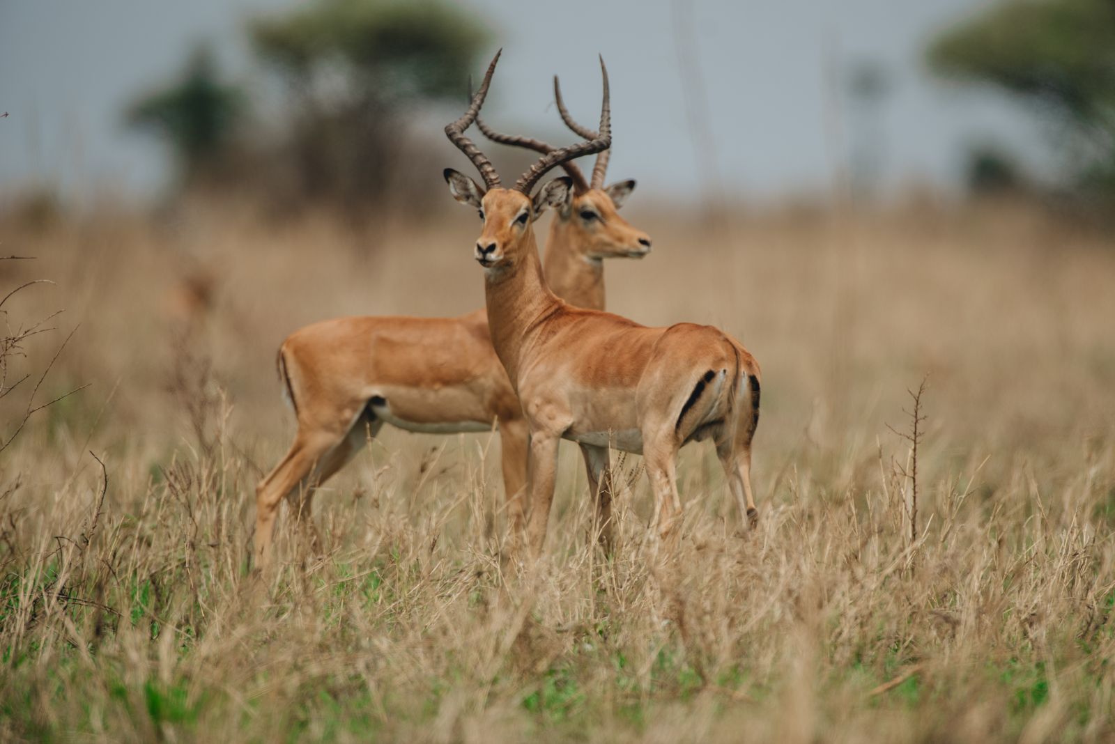 3 Days Tanzania Mid-range Safari