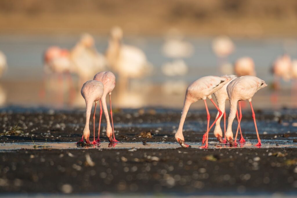 4 Day Tanzania Camping Safari Tour