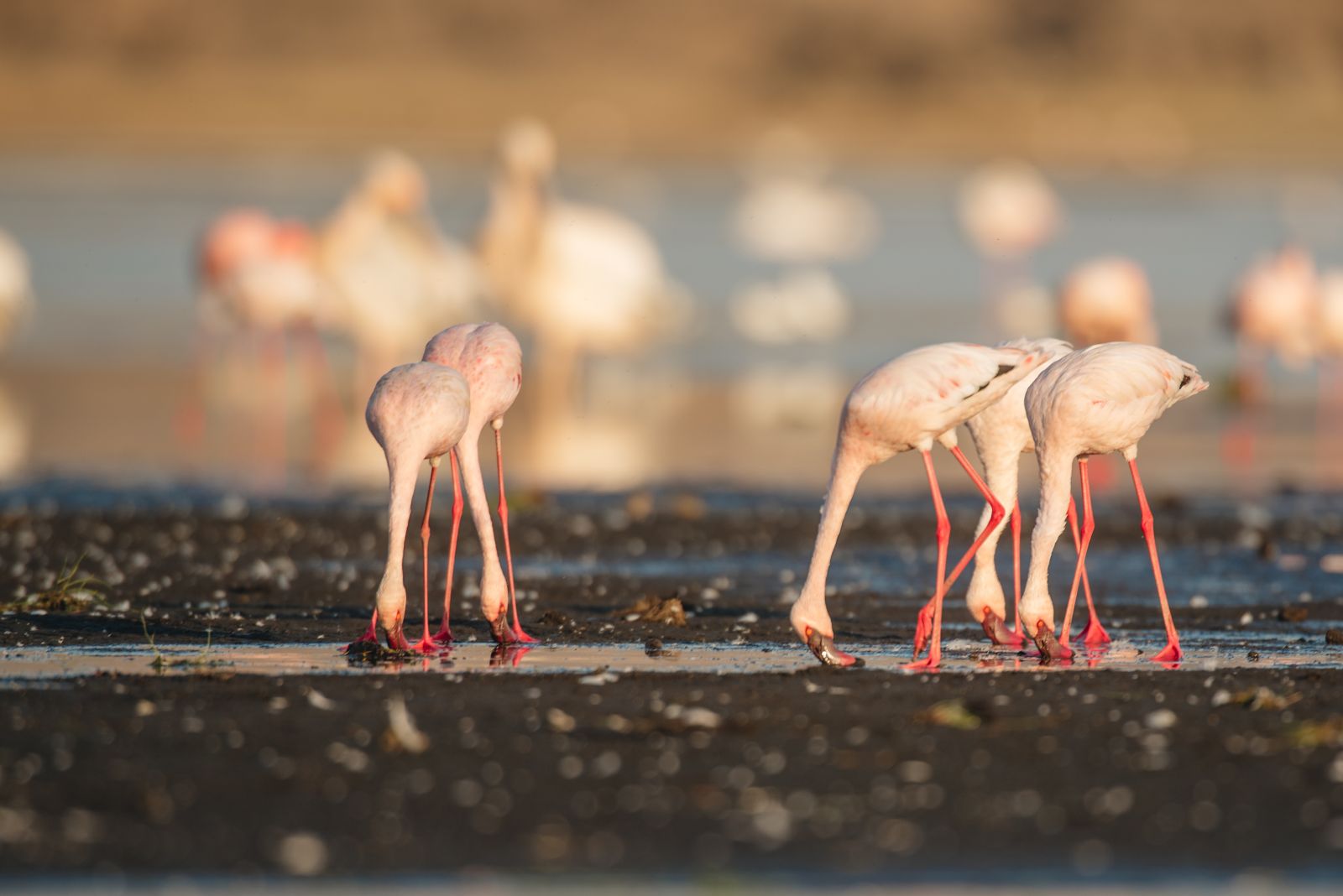 4 Day Tanzania Camping Safari Tour