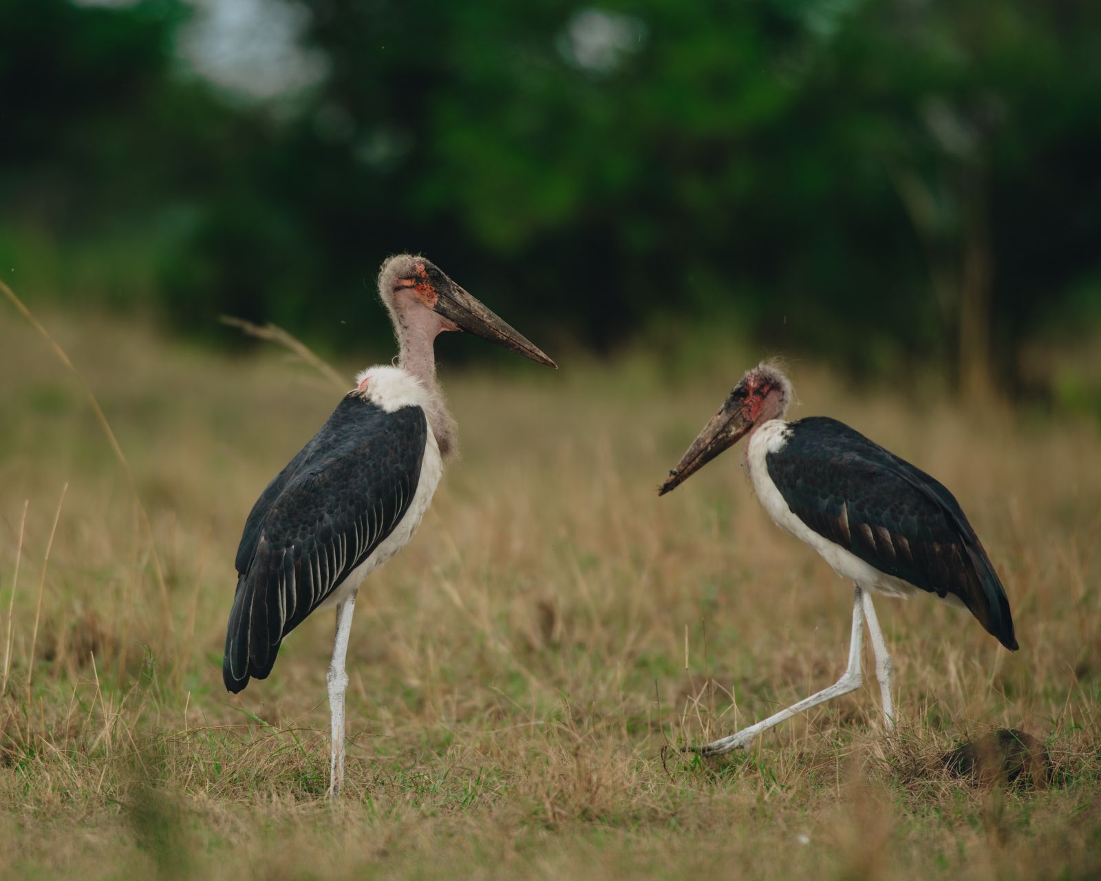 5 Days Tanzania Camping Safari