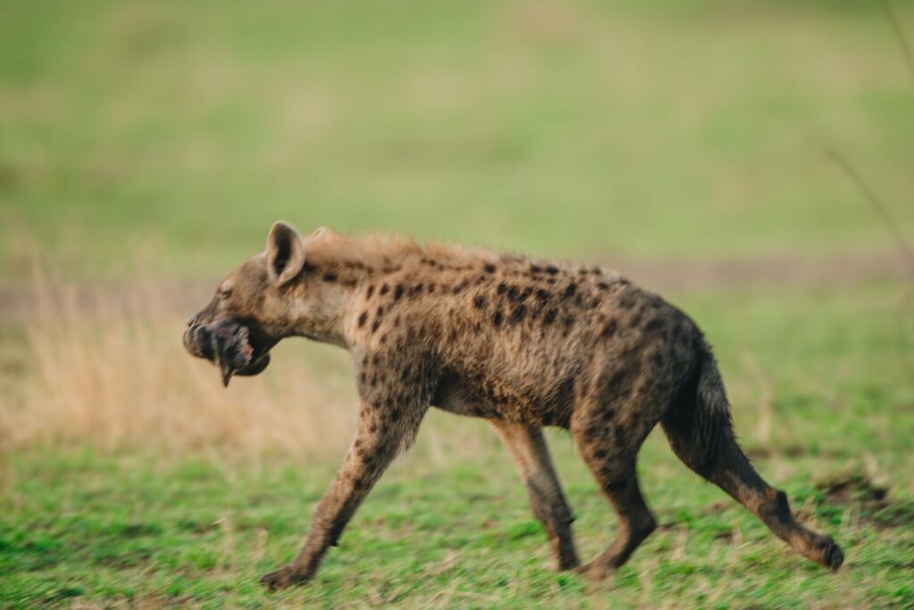 5 Days Tanzania Mid-range Safari