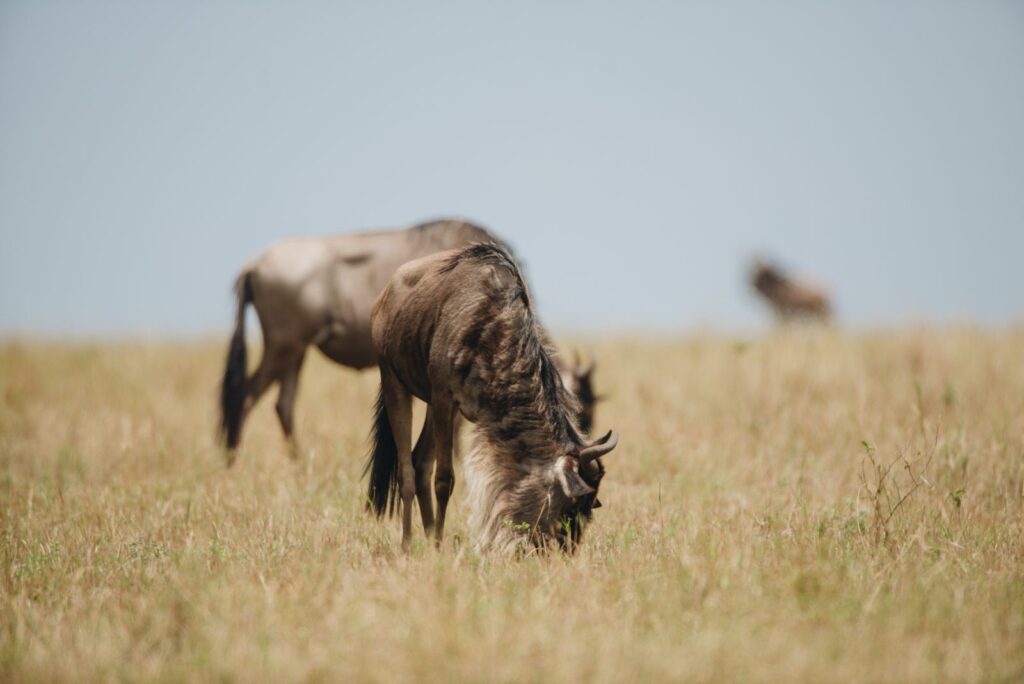 6 Days Tanzania Camping Safari