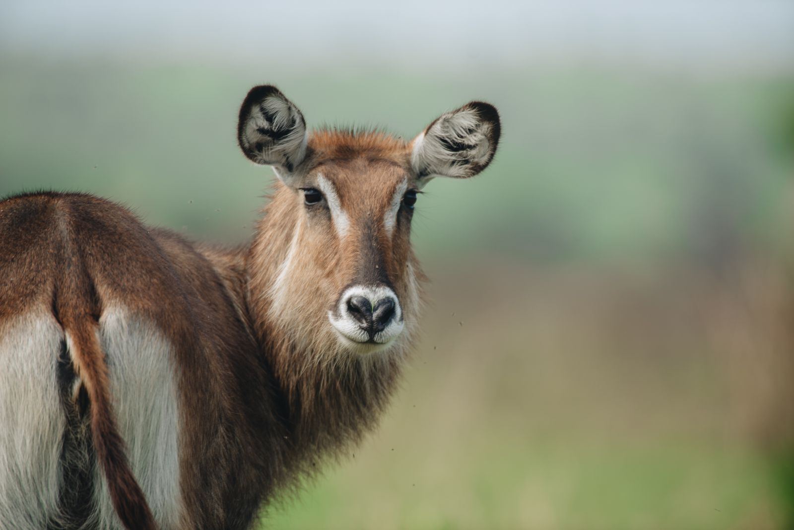 6 Days Tanzania Luxury Safari