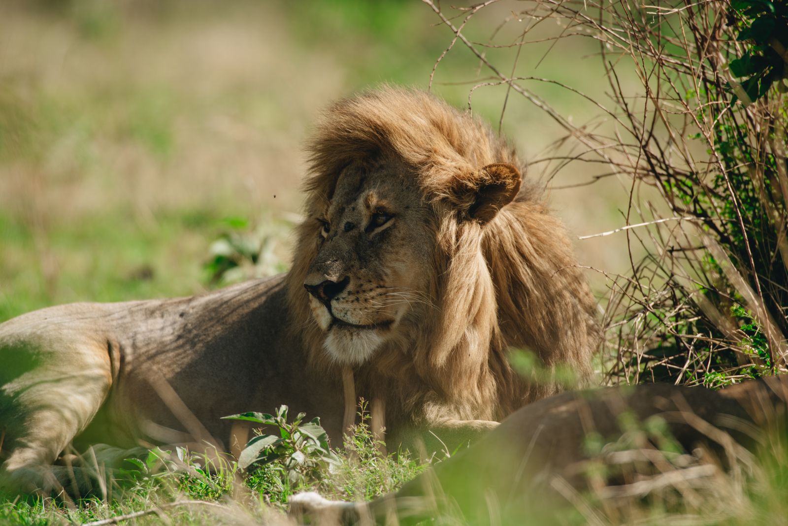 6 Days Tanzania Mid-Range Safari