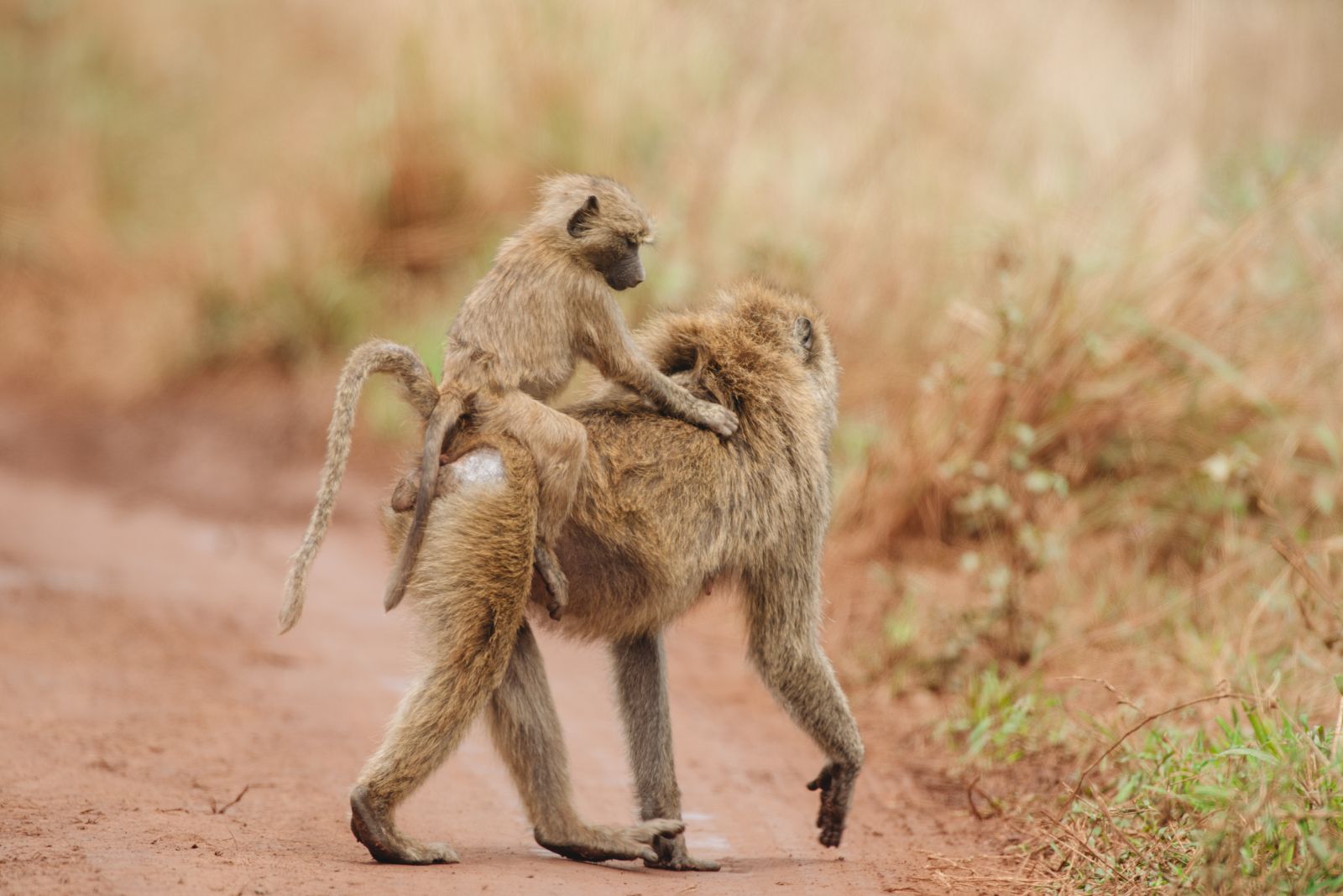 3 Days Short Luxury Safari in Tanzania