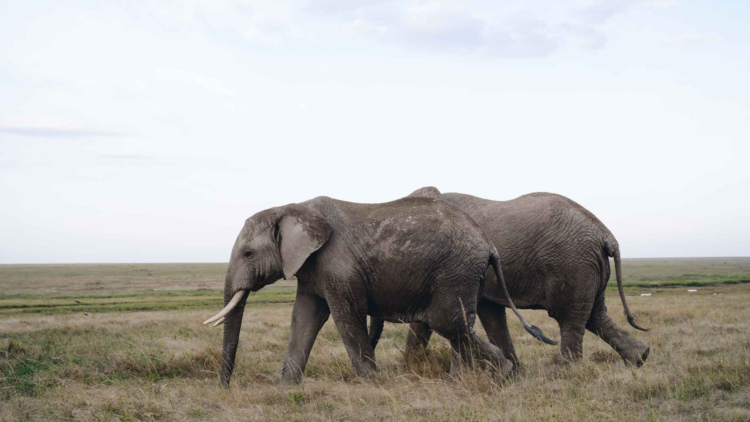 7 Days Tanzania Luxury Safari