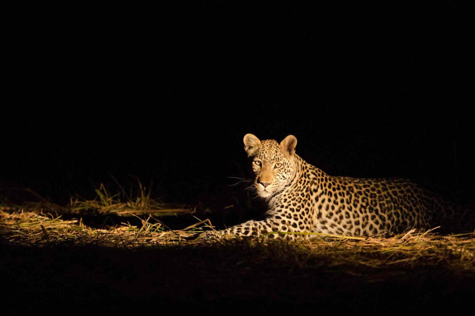 Tanzania Night Gamedrives