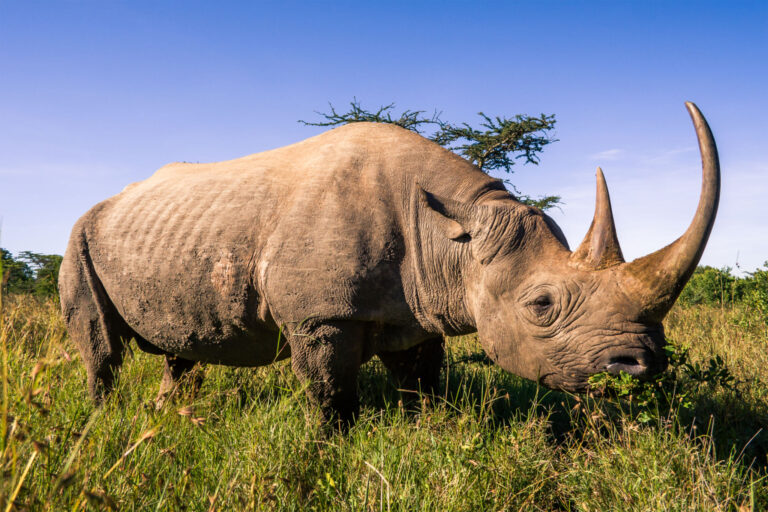Ngorongoro Crater