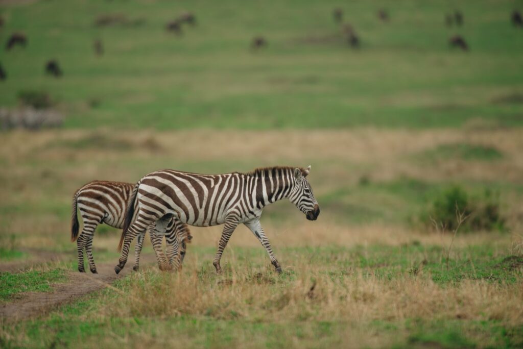Arusha National Park