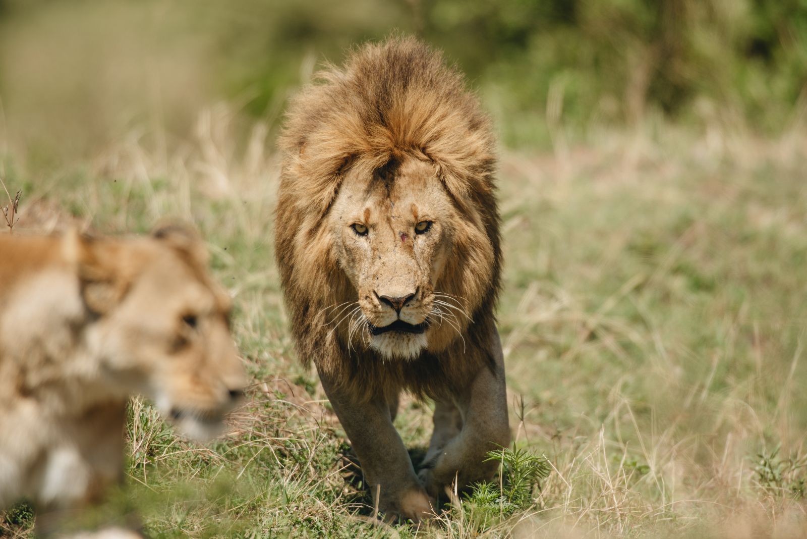 Serengeti National Park Safari