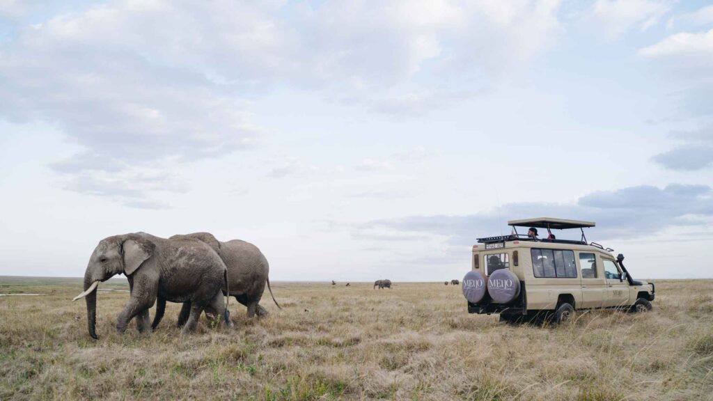 Tarangire National Park Safari