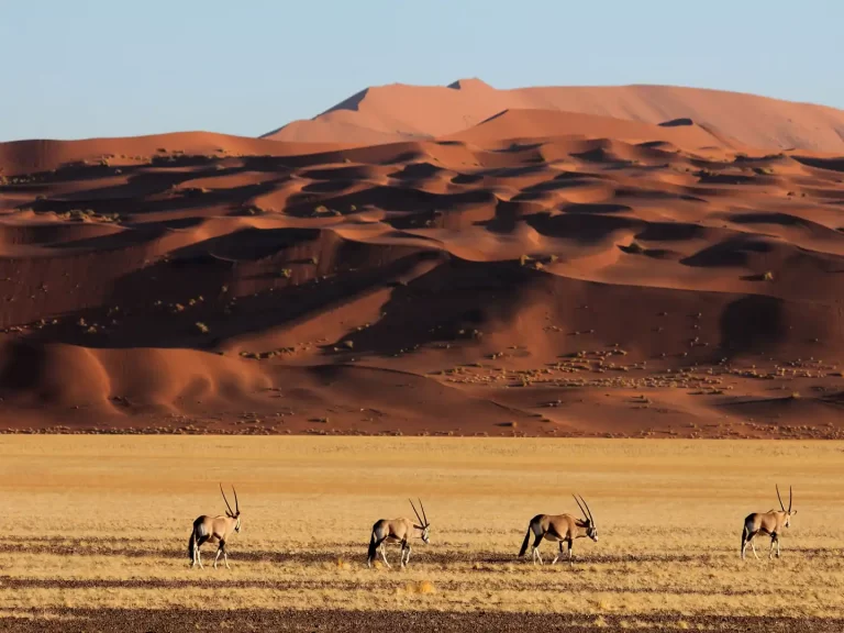 Namibia Safaris