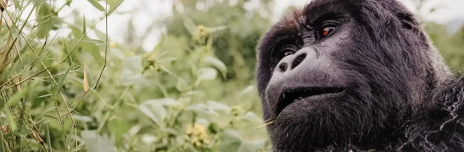 Rwanda Safaris