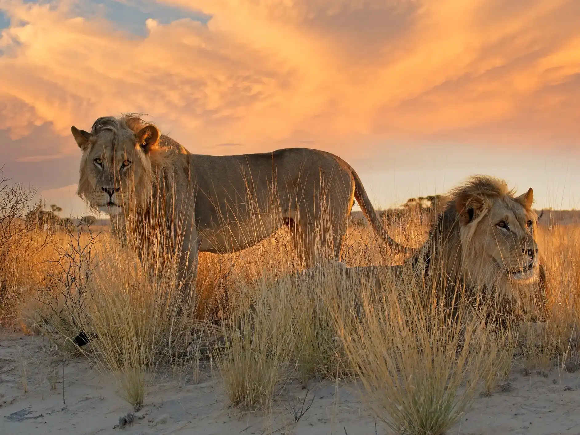 South Africa Safaris