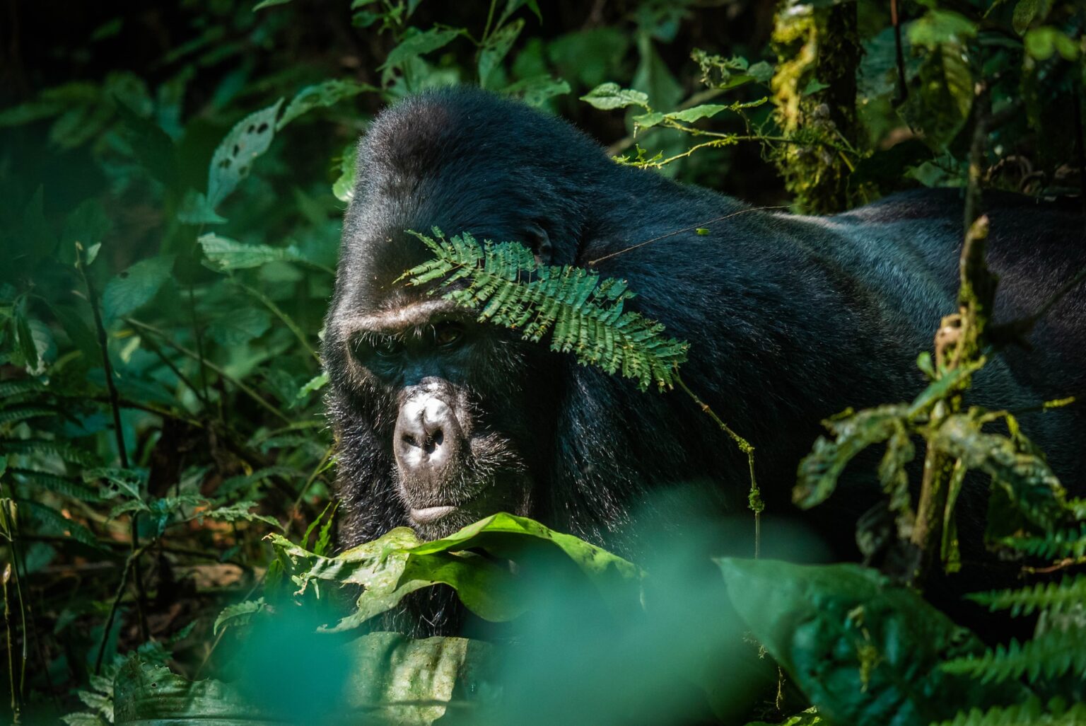 Uganda Safaris