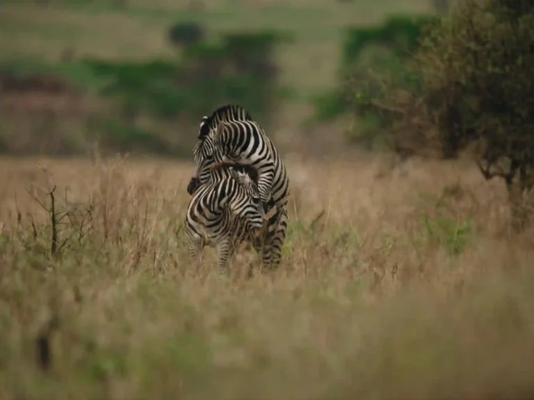 2 Days Tanzania Flying Safari