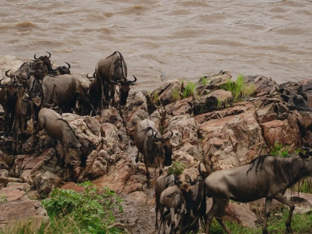 6 Days Flying River Crossing Migration Safari