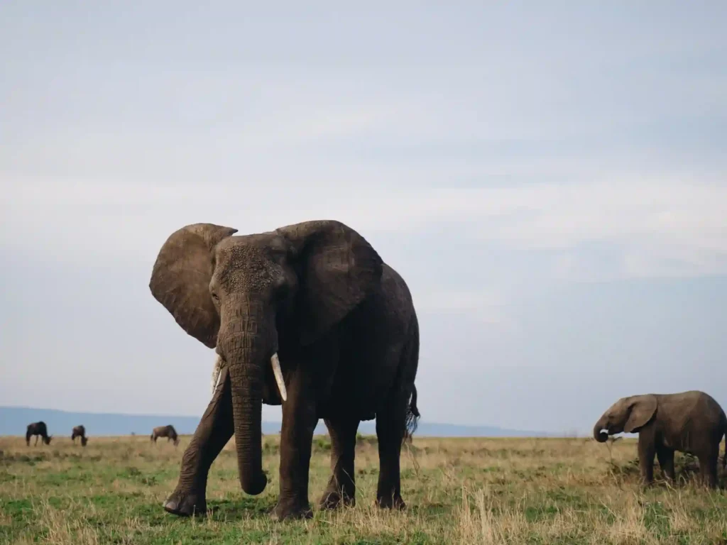 6 Days Tanzania Luxury Safari