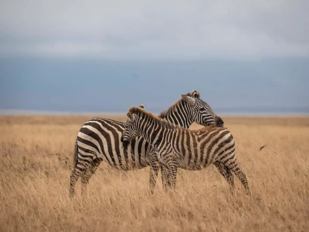 7 Days Tanzania Luxury Safari