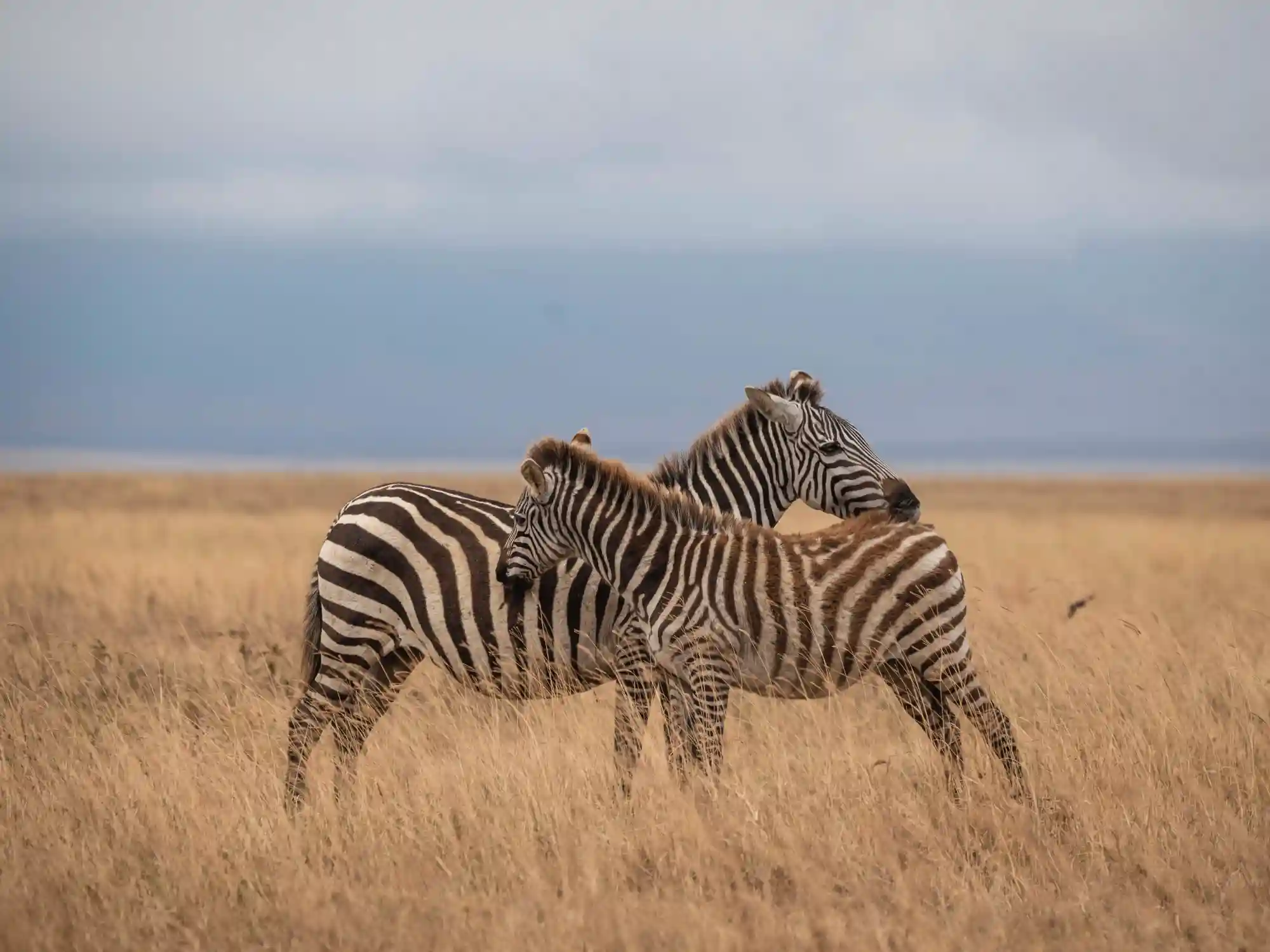 7 Days Tanzania Luxury Safari