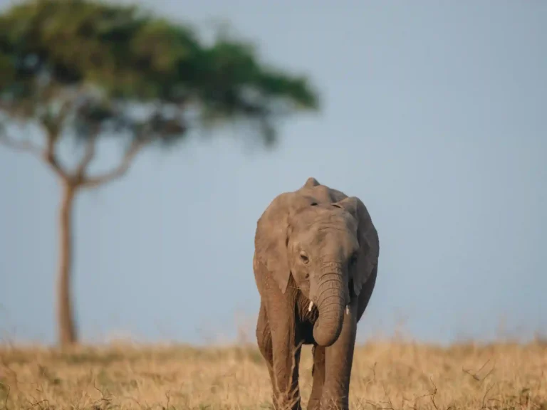 3 Days Tanzania Flying Safari from Zanzibar