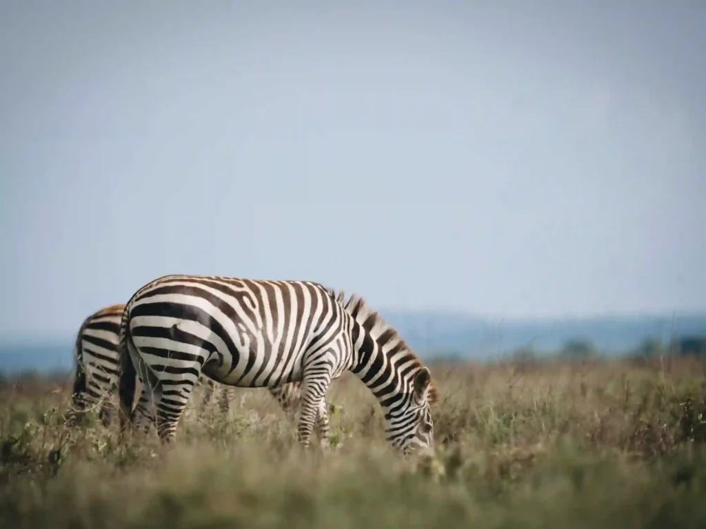 4 Days Flying Safari from Zanzibar to Serengeti