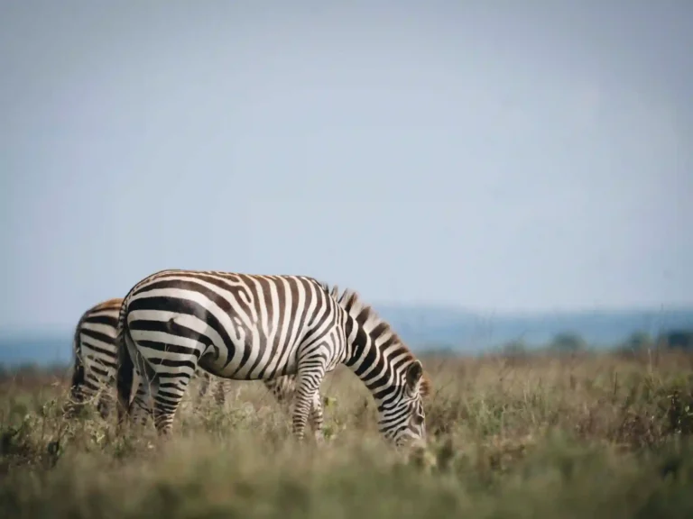 4 Days Flying Safari from Zanzibar to Serengeti