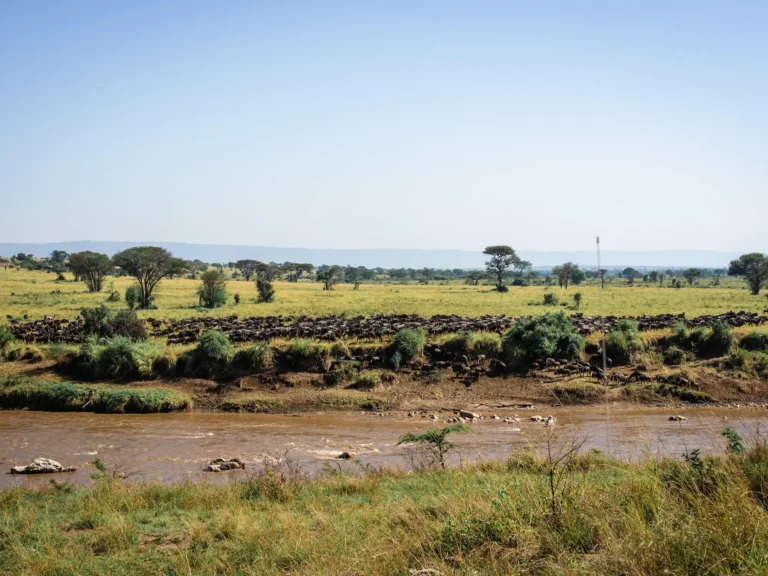 7 Days Wildebeest Migration Safari River Crossing
