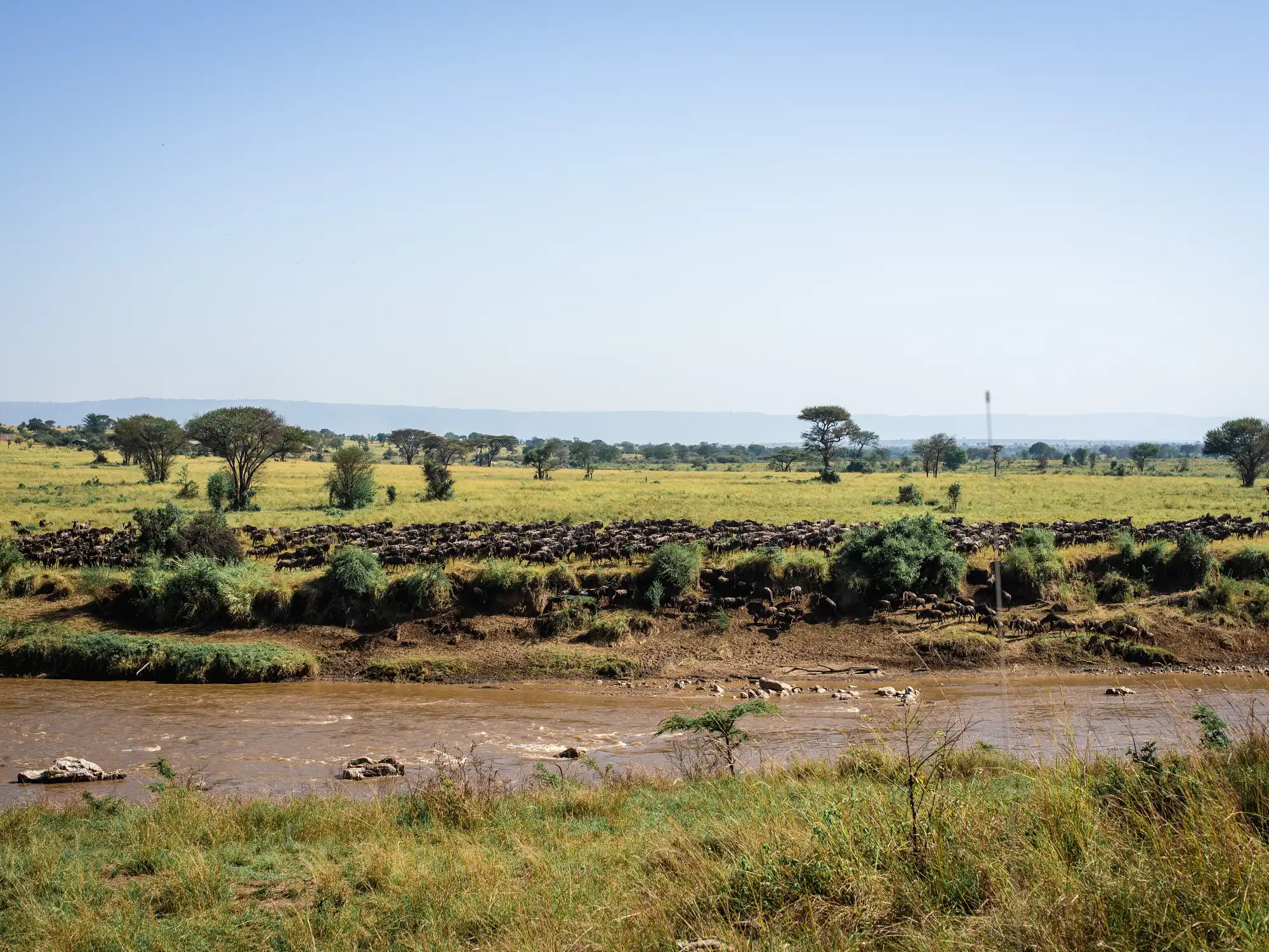 7 Days Wildebeest Migration Safari River Crossing