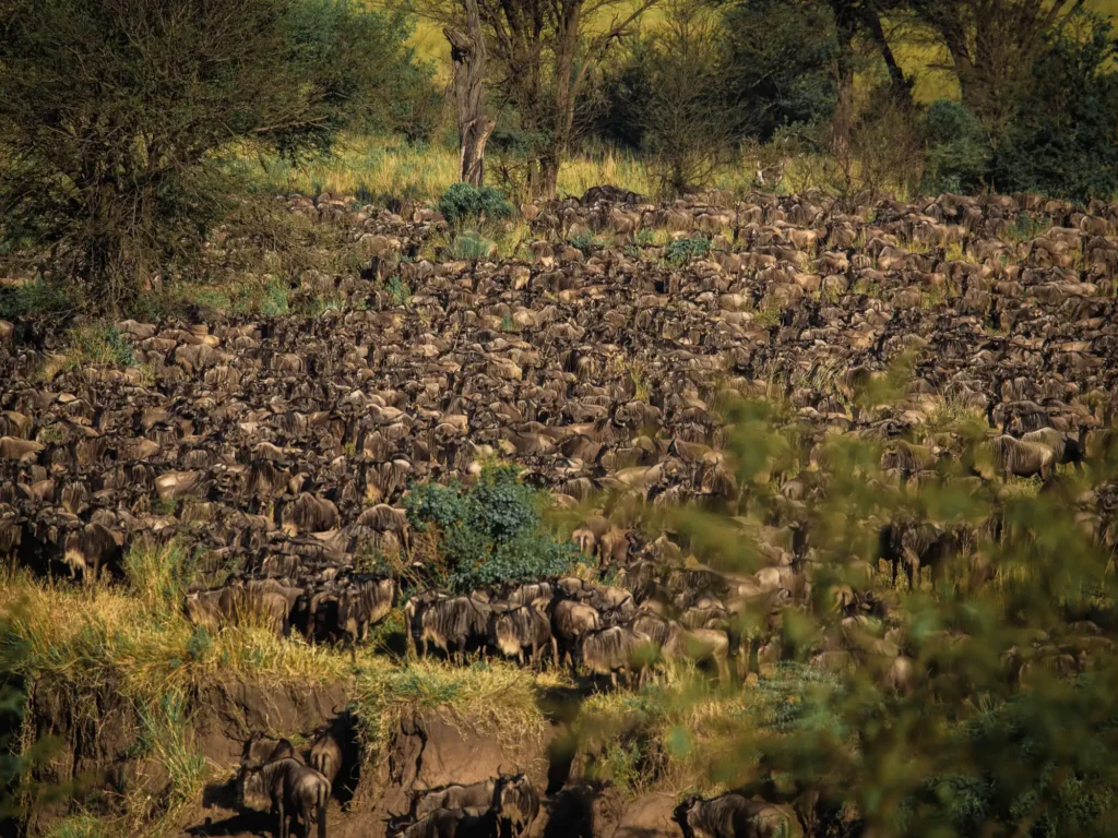 8 Days Wildebeest River Crossing Safari