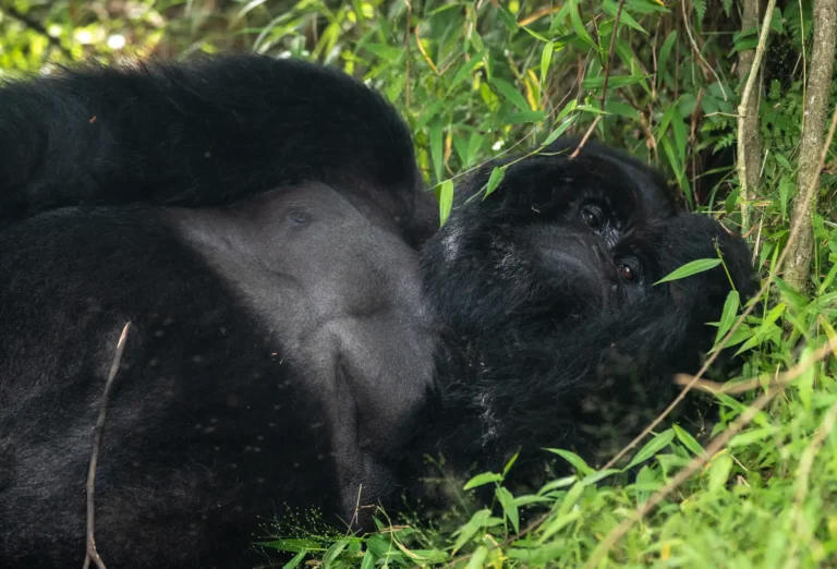 10 Days Best of Uganda Safari and Gorilla Trekking