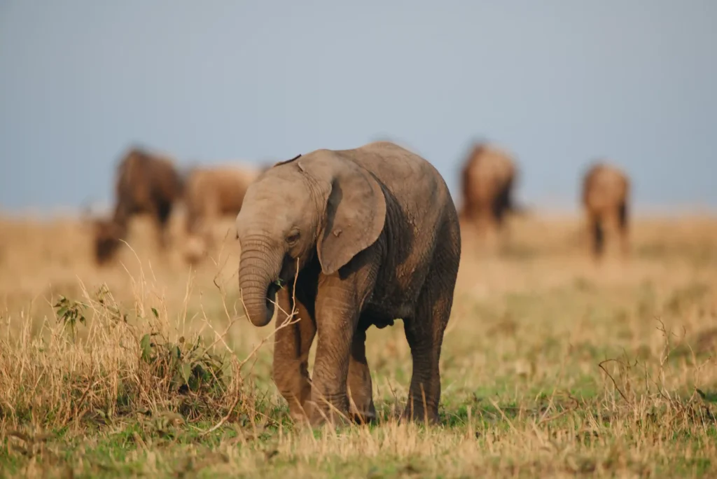 13 Days Kenya and Tanzania Great Migration Safari tour