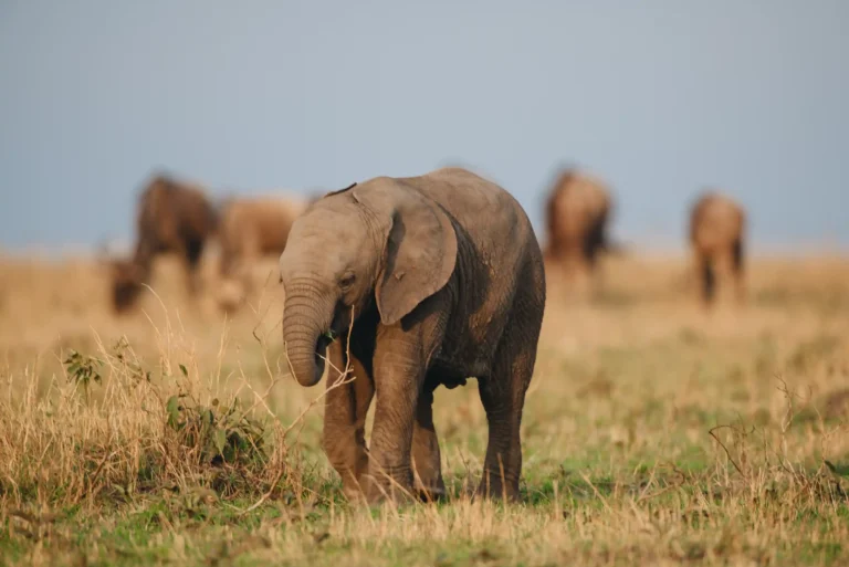 13 Days Kenya and Tanzania Great Migration Safari tour