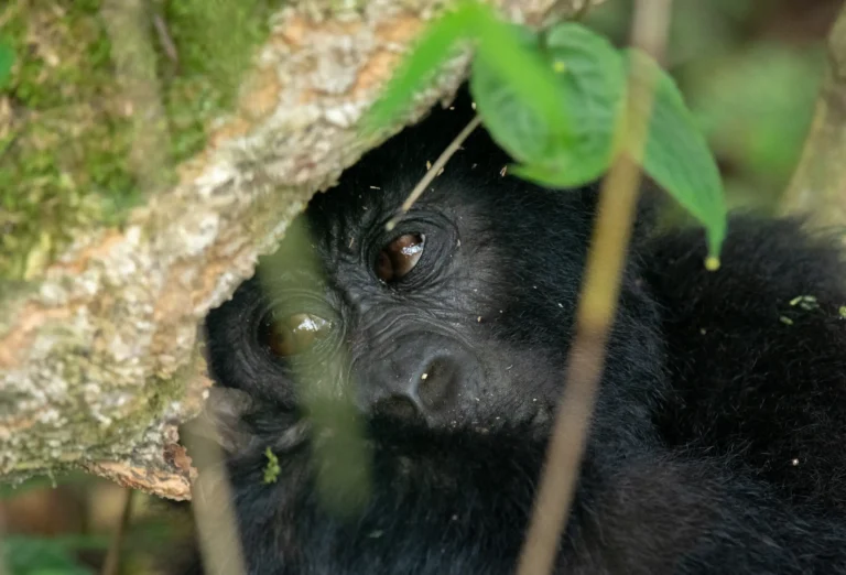 4 Days Uganda Gorilla Trekking Tour