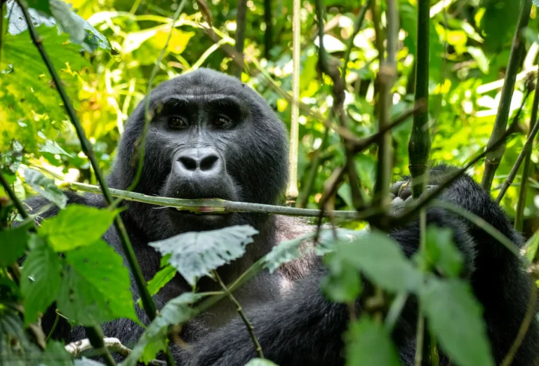 7 Days Gorilla, Chimps & Kazinga Experience in Uganda